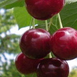 Podbelska trešnja: karakteristike i opis sorte, daje li rast